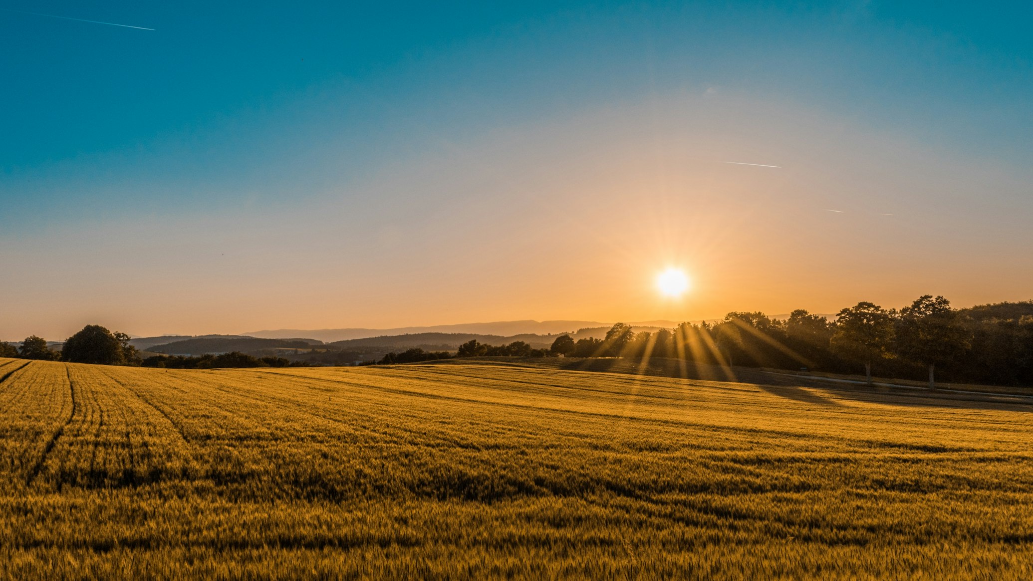 Sunrise over a golden field